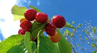 蓝天白云红色果子