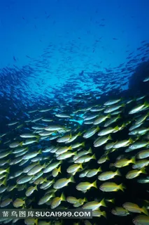 海洋鱼类深海鱼群摄影图 海洋鱼类深海鱼群摄影图