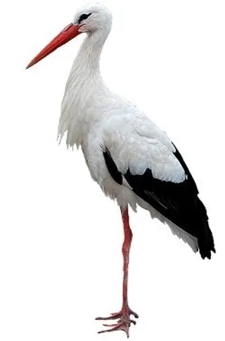 鹳 PNG免抠