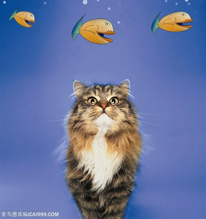 可爱猫咪-看着鱼儿的猫