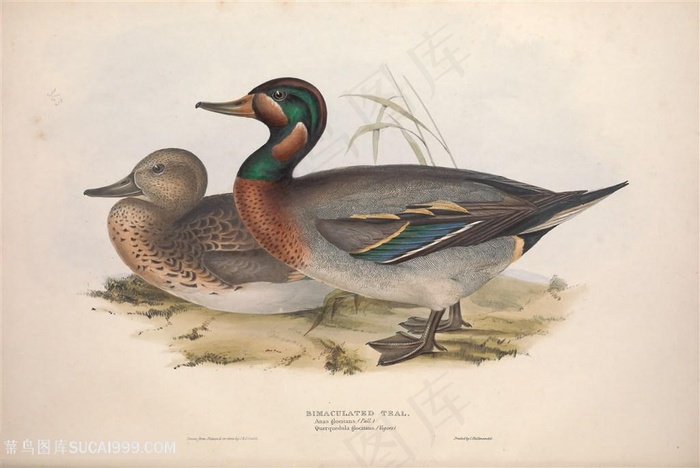 高清手绘唯美鸟类插画