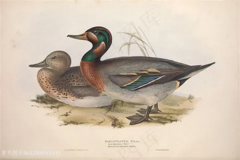 高清手绘唯美鸟类插画 高清手绘唯美鸟类插画