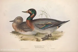 高清手绘唯美鸟类插画