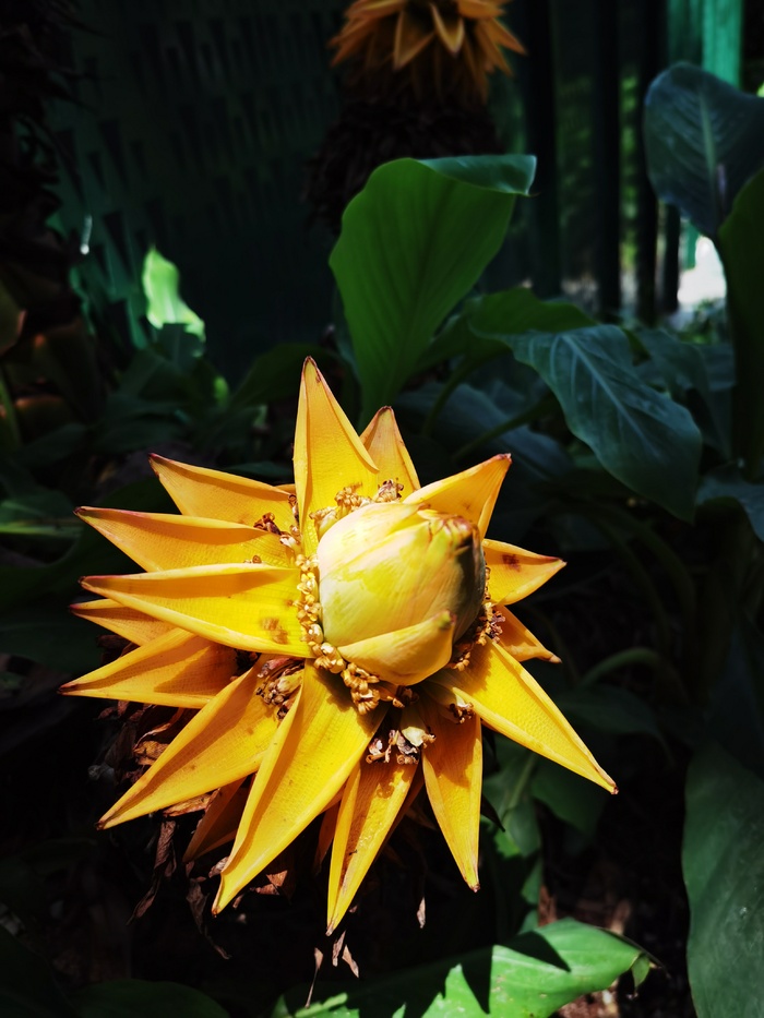 五树六花之一花期长地涌金莲