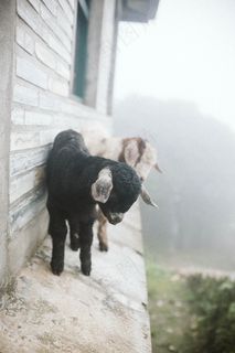 两只可爱小羊羔图片 两只可爱小羊羔图片