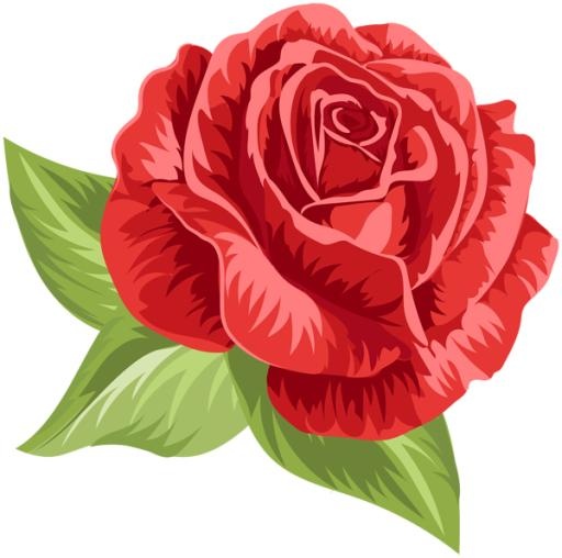 玫瑰 PNG免抠(600x596)