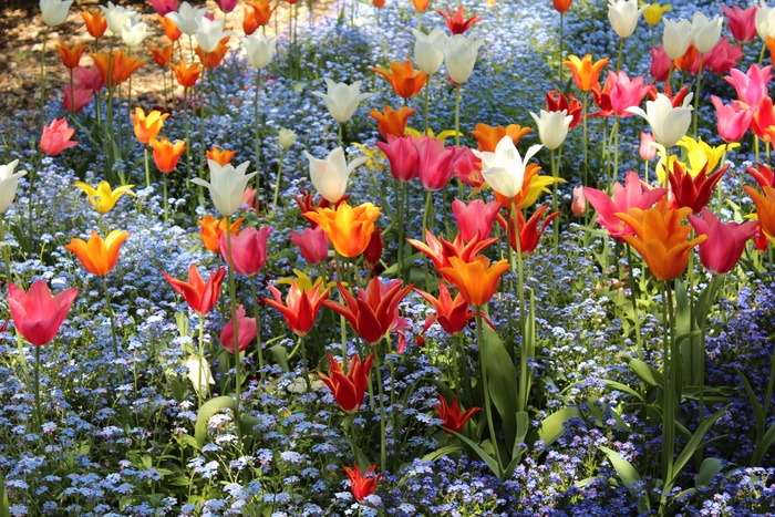 唯美郁金香花海图片