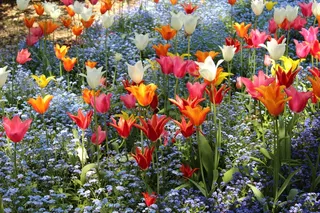 唯美郁金香花海图片