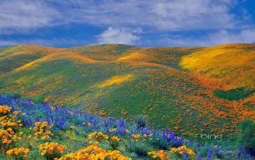 满山的鲜花 满山的鲜花
