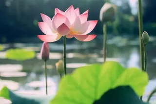 清新粉色荷花荷叶图