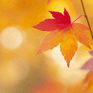 秋天秋意黄色落叶枫叶意境，秋分立秋摄影图