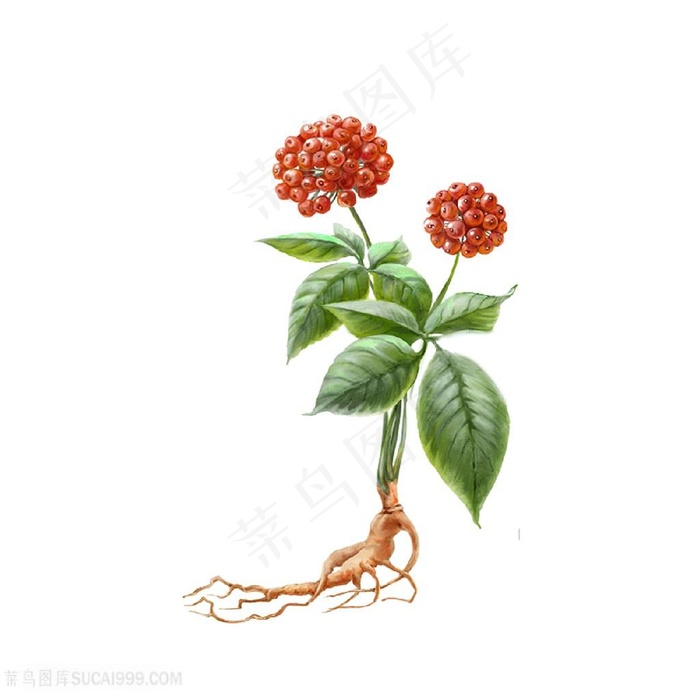 精美人参插画图片