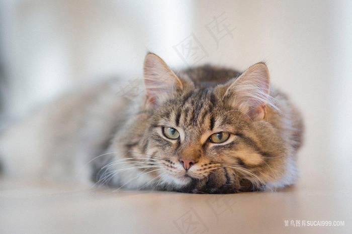 可爱猫猫虫图片