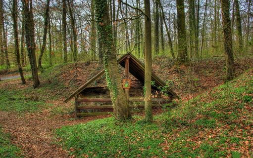 长满藤蔓的树林图片