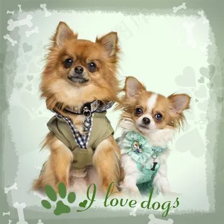 可爱贵妇博美宠物狗图片