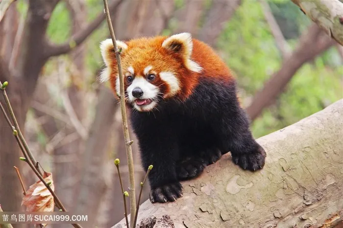 在树林中出没的小熊猫摄影高清图片