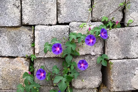 墙缝中的牵牛花