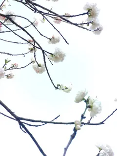 “赏花季” “赏花季”