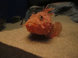 海底红色观赏小鱼图片