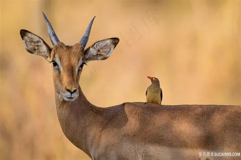 黑斑羚图片素材