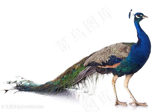 孔雀开屏羽毛高清图