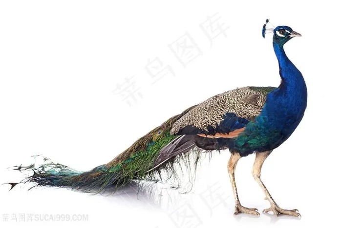 孔雀开屏羽毛高清图