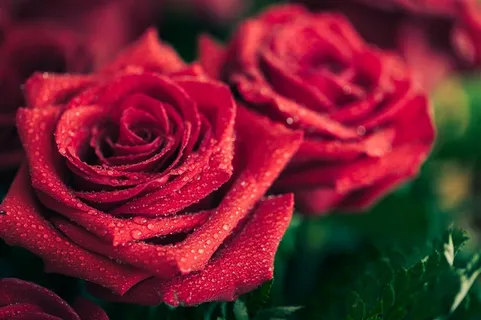 唯美花朵特写玫瑰写真 唯美花朵特写玫瑰写真