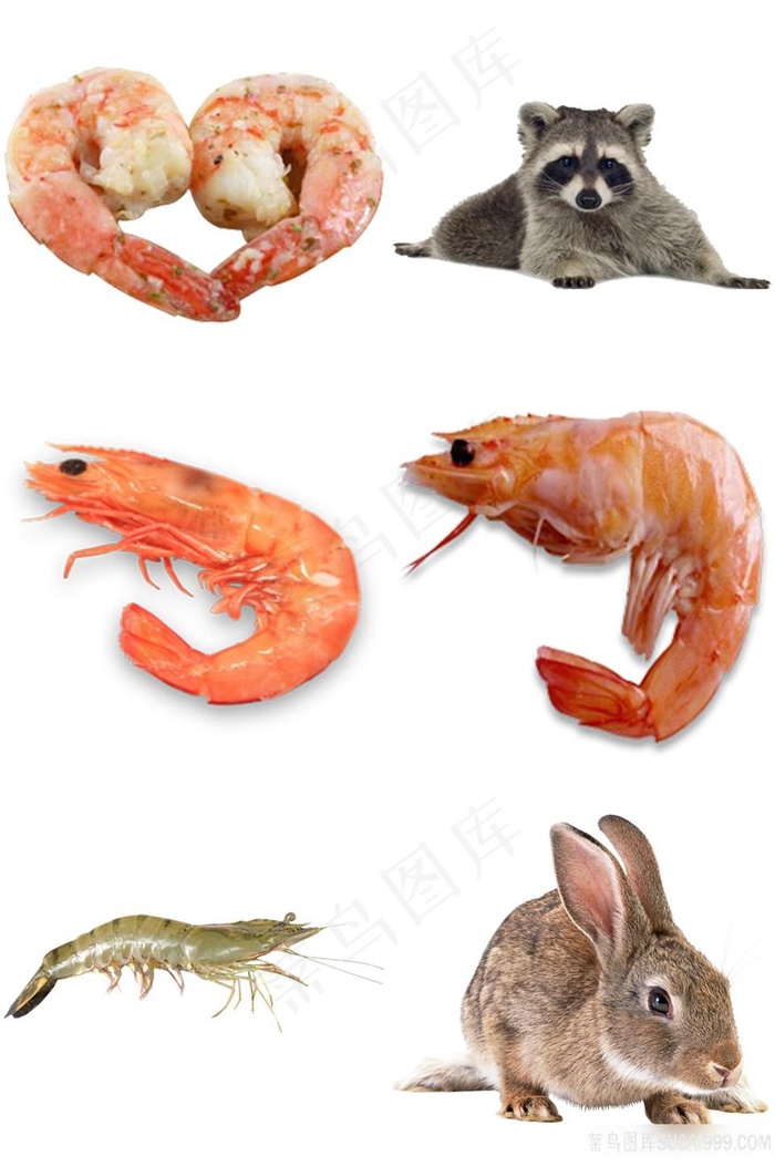 虾浣熊兔子免抠素材