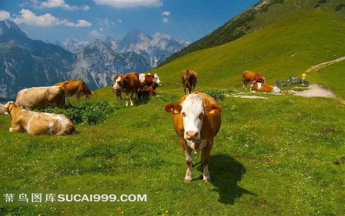 山坡上的奶牛摄影素材