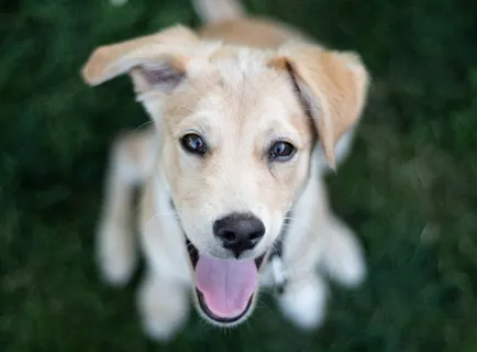 纯种拉布拉多幼犬图片 纯种拉布拉多幼犬图片