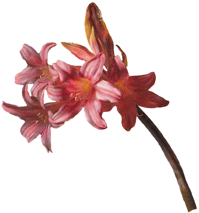 复古油画质感宫廷花卉植物花朵鲜花拼贴图案PNG免抠图片设计素材