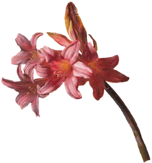 复古油画质感宫廷花卉植物花朵鲜花拼贴图案PNG免抠图片设计素材