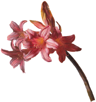 复古油画质感宫廷花卉植物花朵鲜花拼贴图案PNG免抠图片设计素材