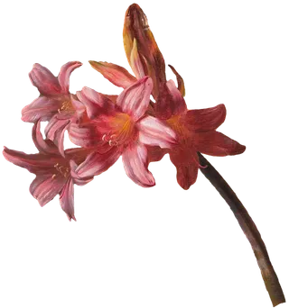 复古油画质感宫廷花卉植物花朵鲜花拼贴图案PNG免抠图片设计素材