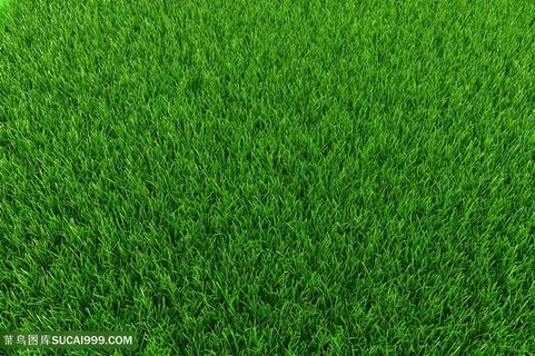 时尚绿色草地背景高清图片