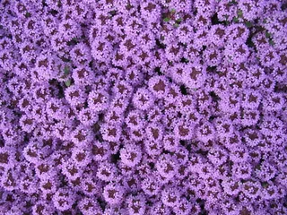 一丛紫色花朵图片