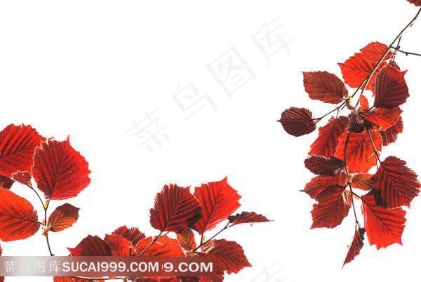 精美红叶高清图片