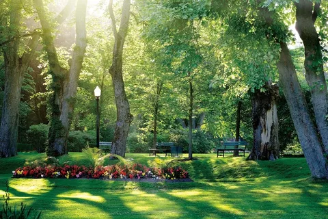 公园图片绿色宣传阳光树木高清背景