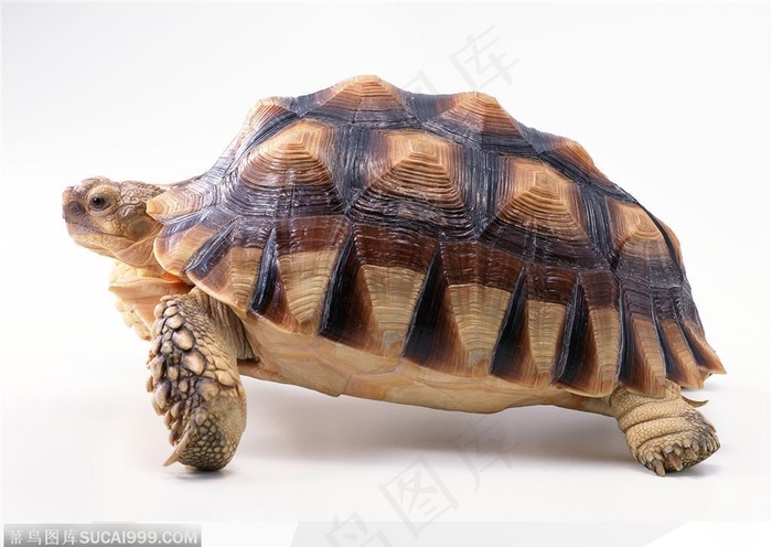 动物表情-爬行的乌龟