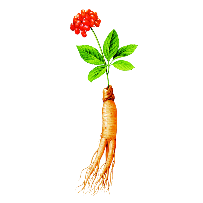 西洋参手绘插图