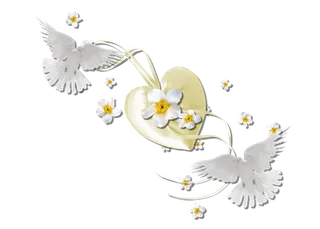 鸽子爱心情人节