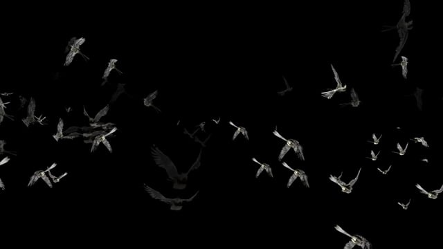 鸟类, 群, 航班, 动物, 飞行, 翅膀, 许多, 一群