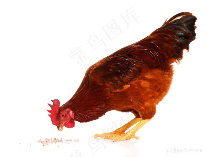 吃食料的红公鸡家禽家畜