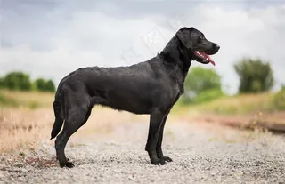 高清拉布拉多狗狗摄影