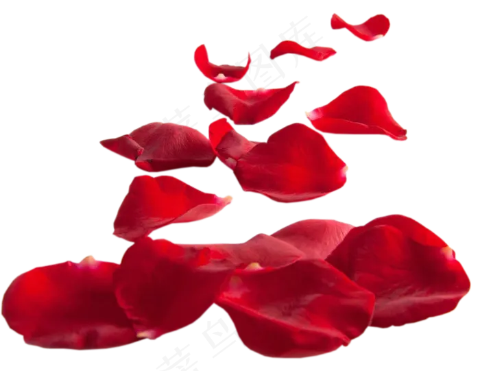 花瓣花朵免扣图片 