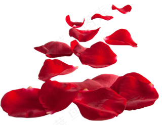花瓣花朵免扣图片 