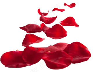 花瓣花朵免扣图片 