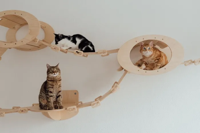 可爱猫咪猫猫摄影素材
