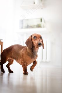 棕色腊肠犬图片 棕色腊肠犬图片