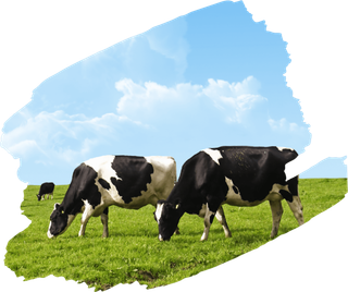 奶牛牧场素材现代农业